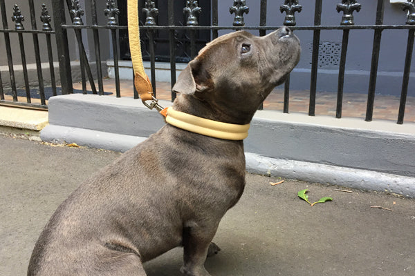 Buddy the Staffy wearing natural tan Deluxe Double Rolled soft leather dog collar from Style Hound Australia