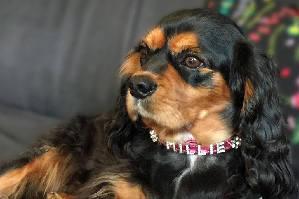 Millie the Cavalier King Charles wearing personalised pink diamante luxury leather dog collar from Style Hound Australia