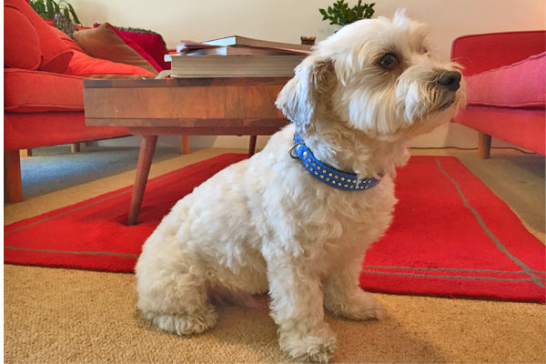 Percy the white terrier wearing blue Double Diamonds leather dog collar from Style Hound Australia