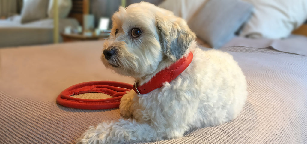 Percy the white terrier wearing red Deluxe Double Rolled luxury leather dog collar and lead from Style Hound Australia