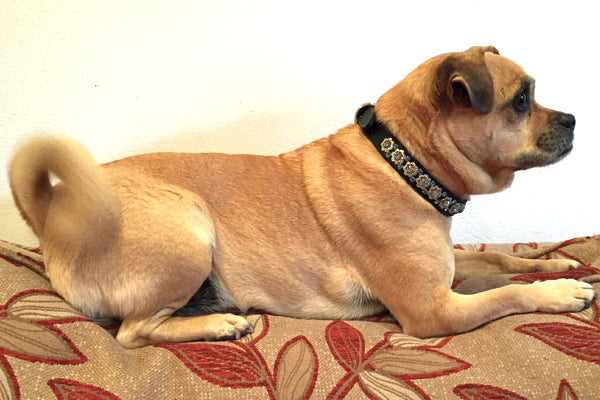 Strudel the Jack Russell cross Pug wearing Filigree Crystal luxury leather dog collar from Style Hound Australia