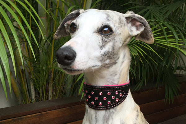 Ziggy the Whippet wearing pink Crystal Hound luxury leather dog collar from Style Hound Australia