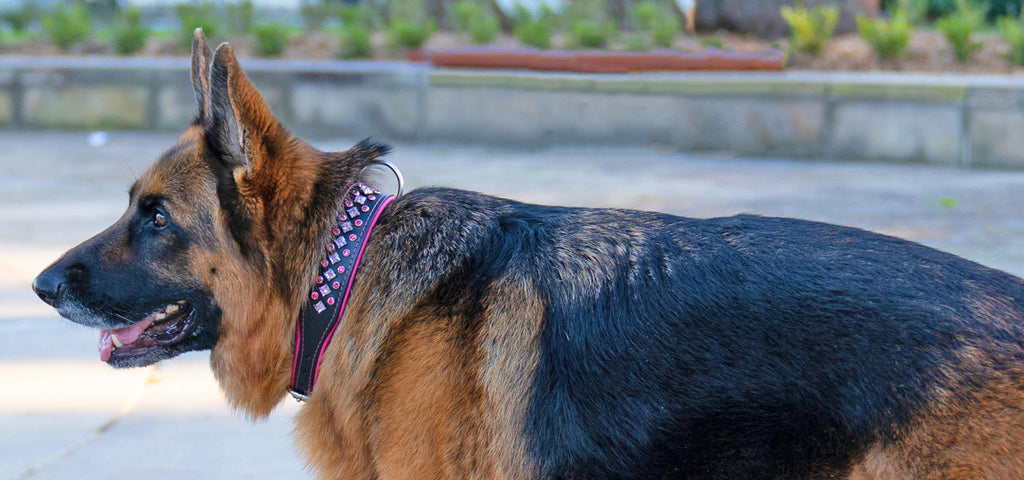 Maddie the German Shepherd from Style Hound Australia wearing Tough Luxe pink crystal luxury leather dog collar