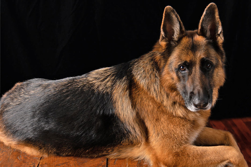 Maddie the German Shepherd from Style Hound Australia lying down with a dark background