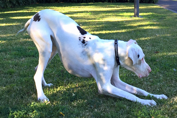 Millie the Great Dane wearing black Bike Chain embellished leather dog collar from Style Hound Australia