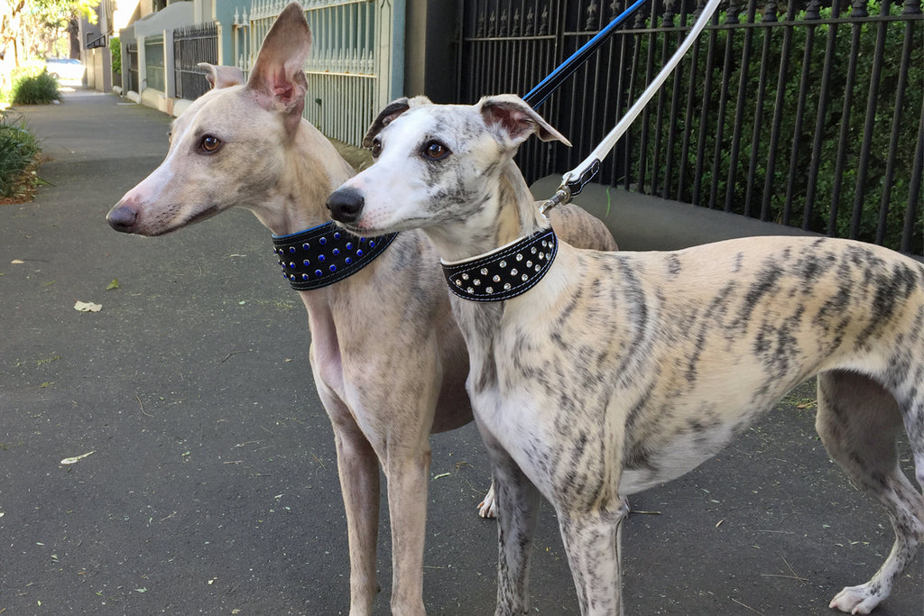 2 Whippets wearing luxury leather leads with matching crystal hound leather dog collars from Style Hound Australia