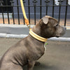 Buddy the Staffy wearing natural tan Deluxe Double Rolled soft leather dog collar from Style Hound