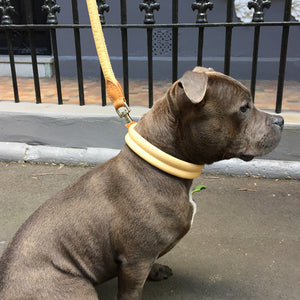 Buddy the Staffy wearing natural tan Deluxe Double Rolled soft leather dog collar from Style Hound