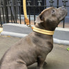 Buddy the Staffy wearing natural tan Soft Rolled leather lead collar from Style Hound