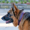 Maddie the German Shepherd from Style Hound wearing Tough Luxe pink crystal luxury leather dog collar