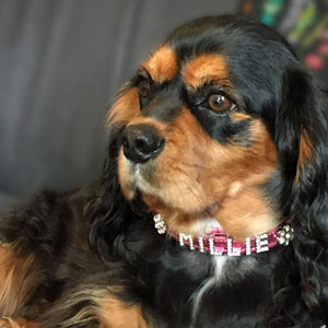Millie the Cavalier King Charles wearing personalised pink diamante luxury leather dog collar from Style Hound