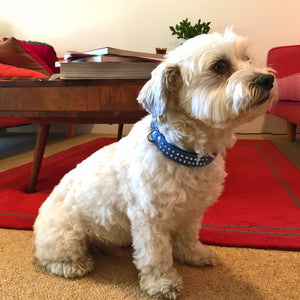 Percy the white terrier wearing blue Double Diamonds leather dog collar from Style Hound