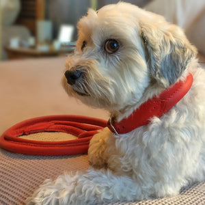 Percy the white terrier wearing red Deluxe Double Rolled luxury leather dog collar and lead from Style Hound