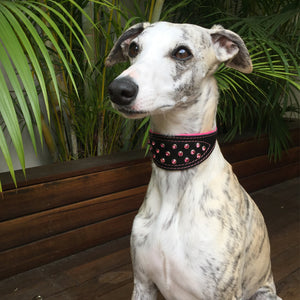 Ziggy the Whippet wearing pink Crystal Hound luxury leather dog collar from Style Hound